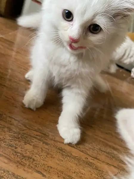 Cat / Kitten / Persian / Tripple coat cat / Persian kitten /white kitn 4