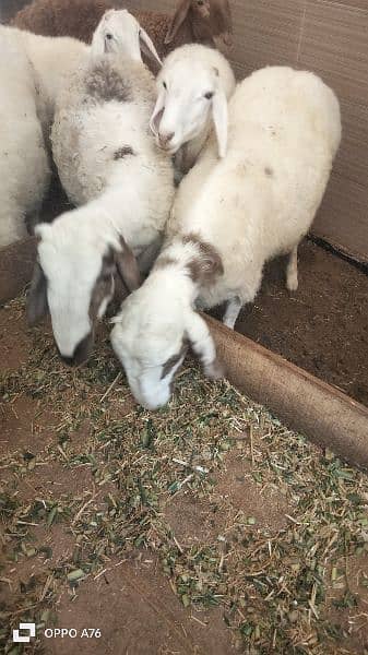 male sheep 7 for sale 2
