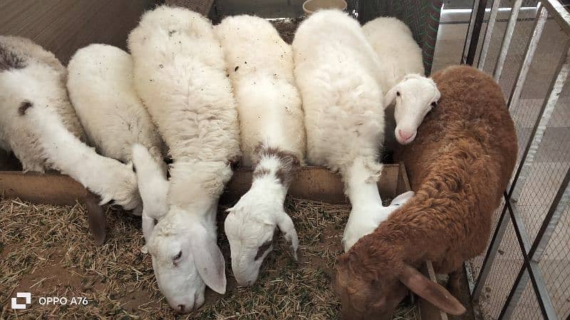 male sheep 7 for sale 3