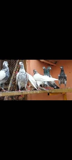 10 pigeons
