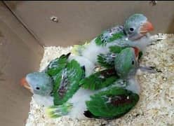 parrot chicks  03340878639