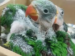 parrot chicks 03340878639