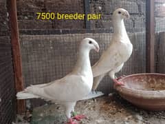 fancy pigeons. diffrent breeds. price mention. cargo available. 0