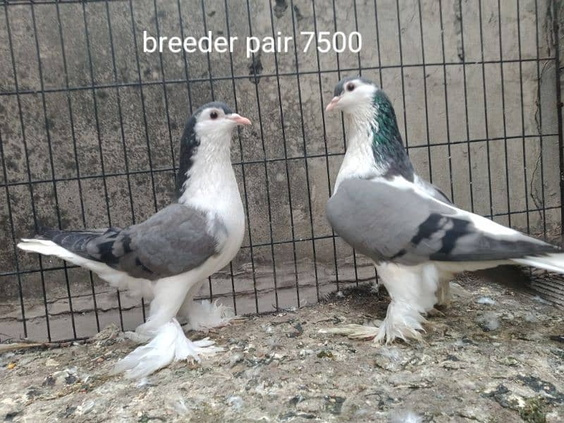 fancy pigeons. diffrent breeds. price mention. cargo available. 2