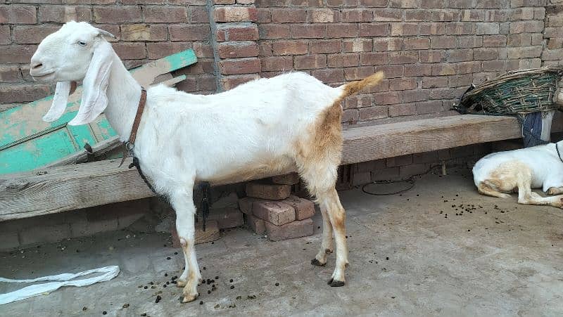Goat for qurbani 1