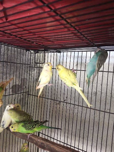 Budgies for sale 1