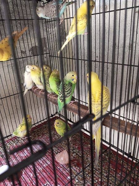 Budgies for sale 2