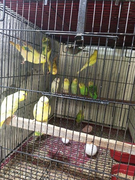 Budgies for sale 6
