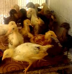 Golden Misri chicks (Choozy)