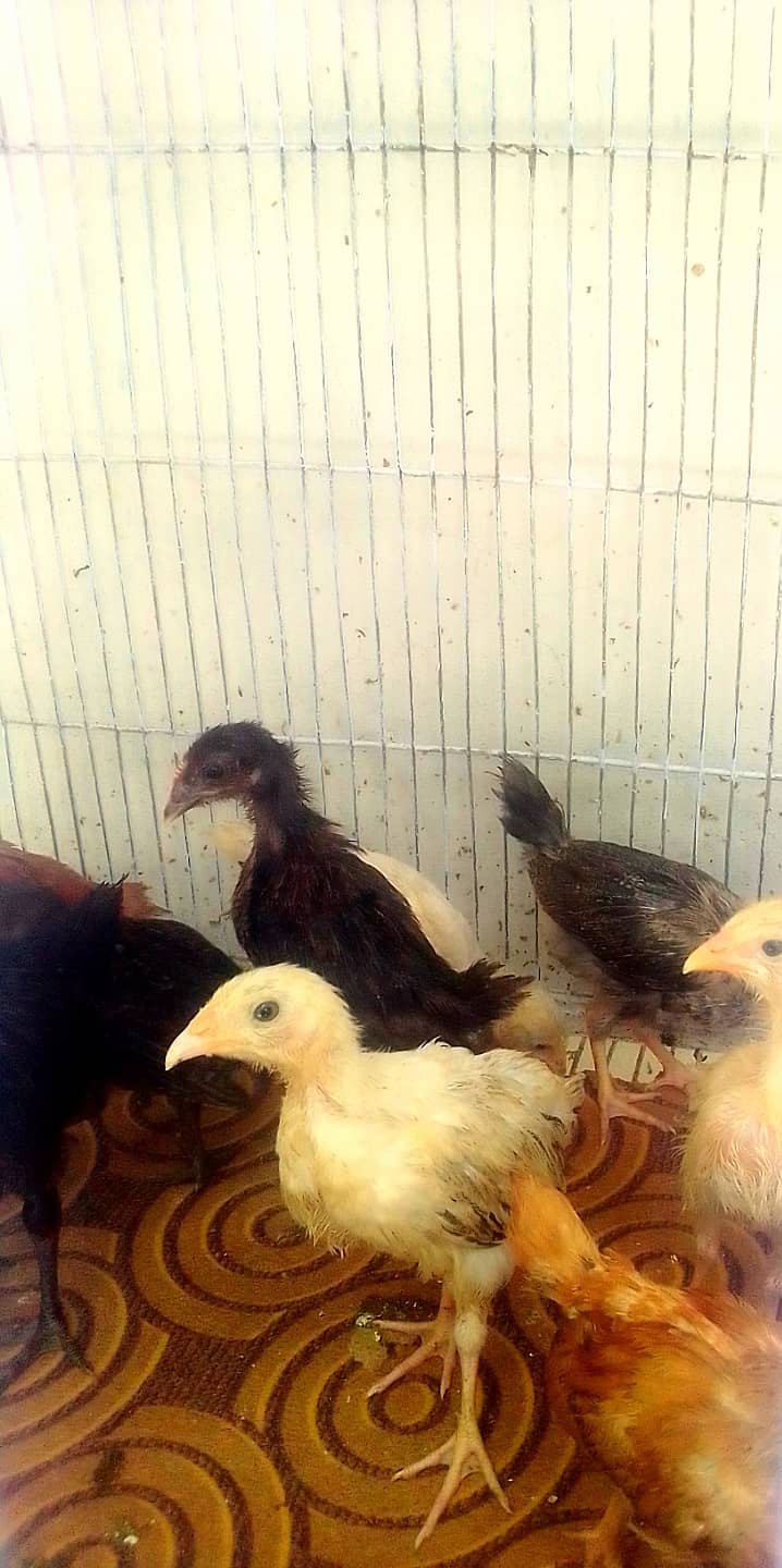 Golden Misri chicks (Choozy) 1