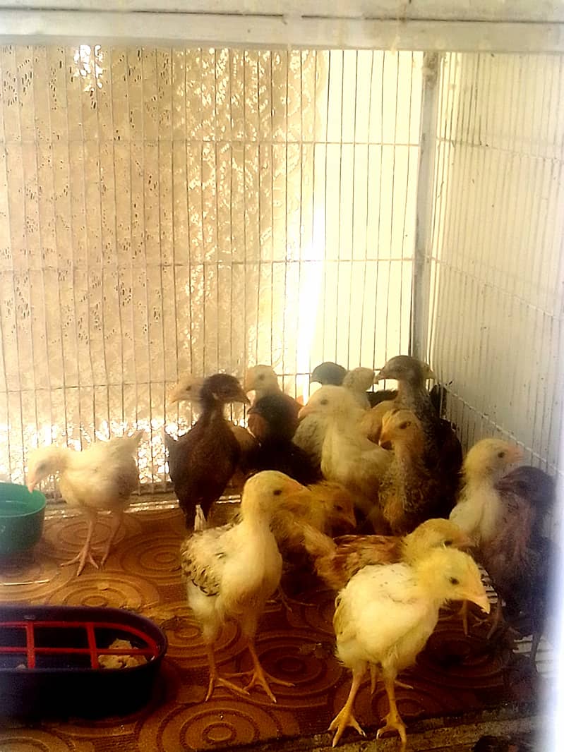 Golden Misri chicks (Choozy) 2