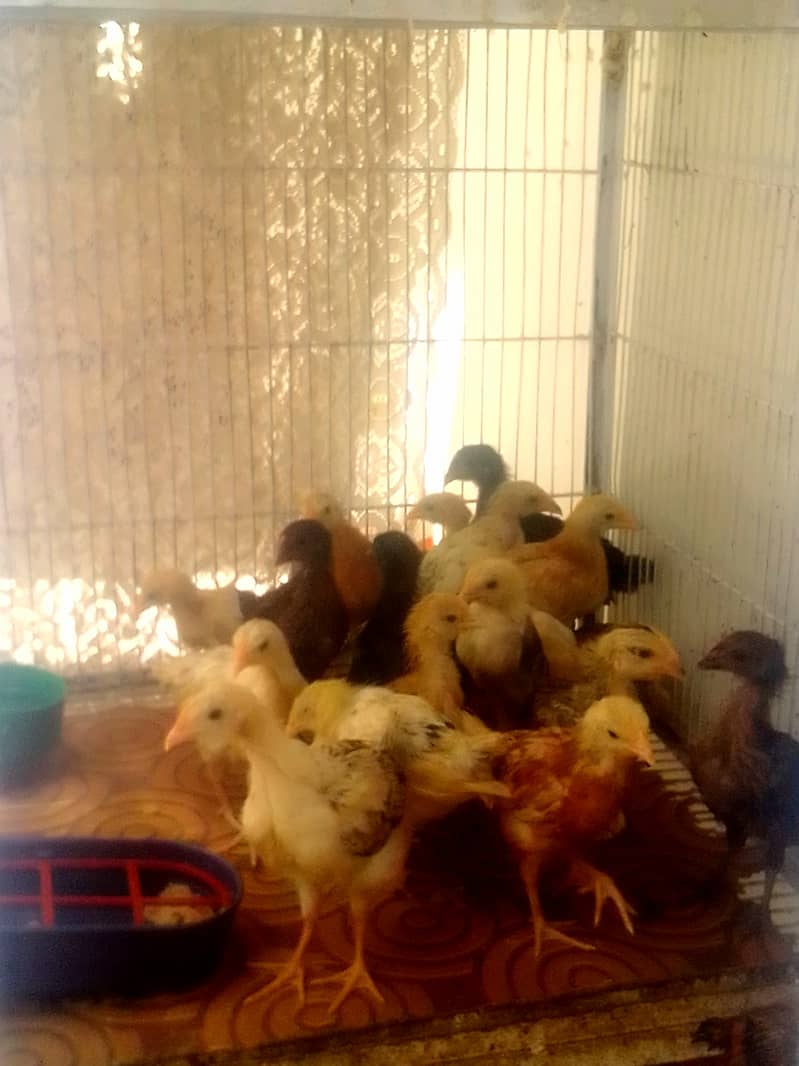 Golden Misri chicks (Choozy) 3