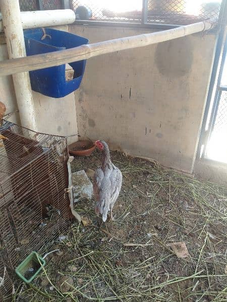 Hen with chick 4