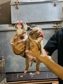 American bully puppies 0