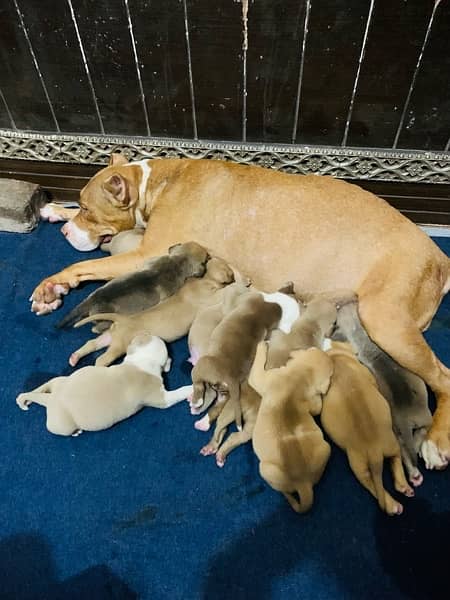 American bully puppies 10