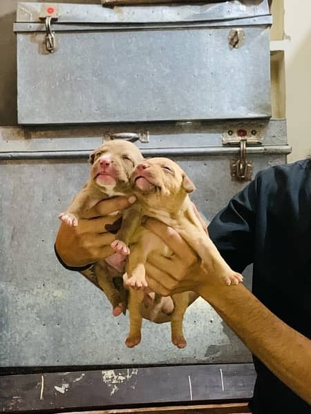 American bully puppies 11