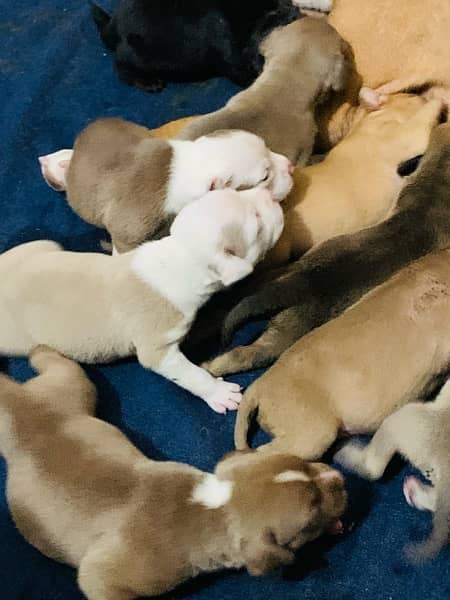 American bully puppies 12