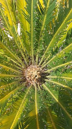 Kanghi Palms for sale 0