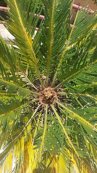 Kanghi Palms for sale 1