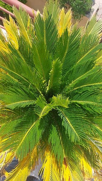 Kanghi Palms for sale 2
