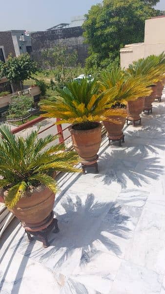 Kanghi Palms for sale 3