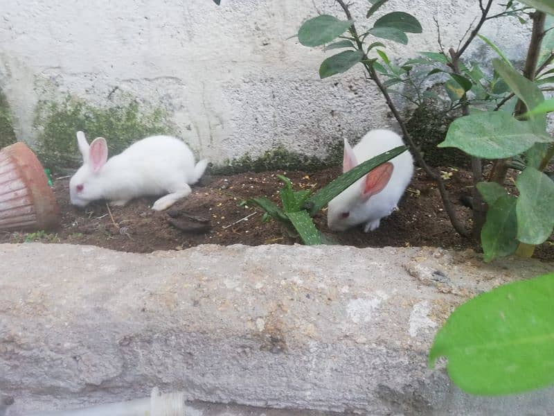 Rabbit pair 1