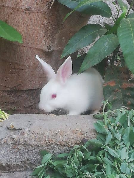 Rabbit pair 3