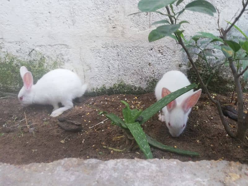 Rabbit pair 6