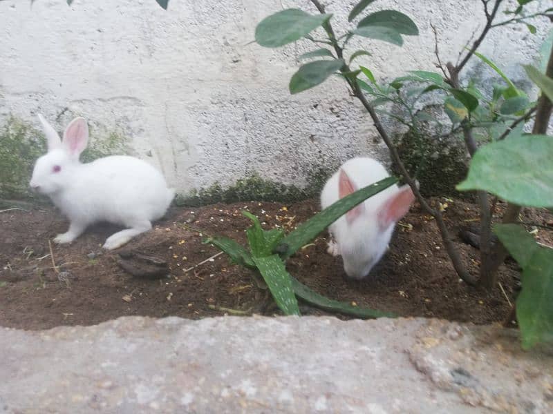 Rabbit pair 8