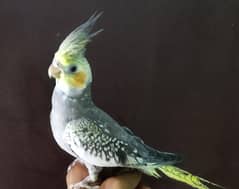 Cockatiel Chicks Best Time for Traning With DNA Test Report