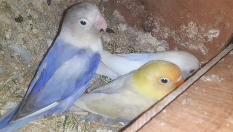 Blue2 Breeder Pair with Chick 0