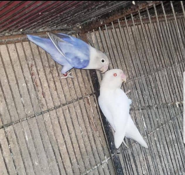Blue2 Breeder Pair with Chick 1