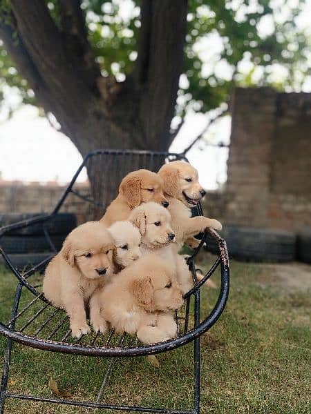 Golden Rettriver Puppies for sale 2