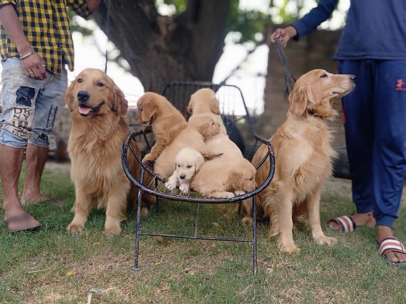Golden Rettriver Puppies for sale 3