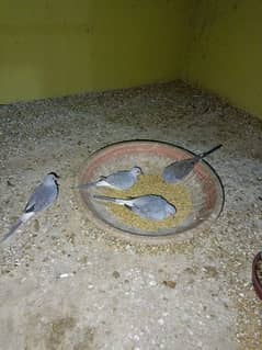 Dove for sale breading pair 0