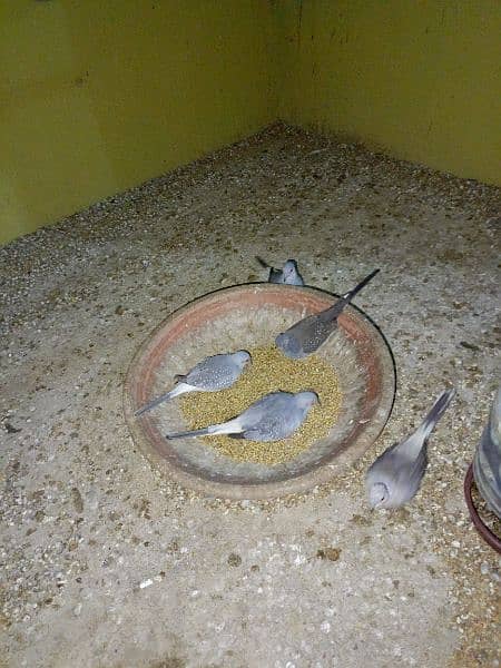 Dove for sale breading pair 1