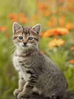 Persian cat child