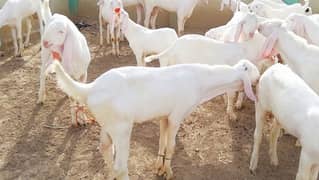 Rajan Puri aor Betall bakrian goats 0