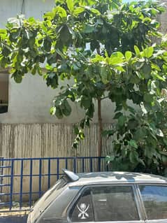 Badam tree