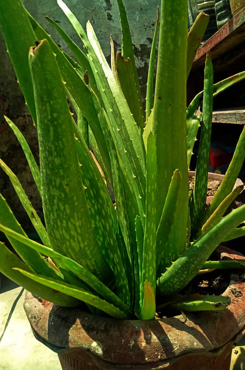 Aloe Vera Leaf 7