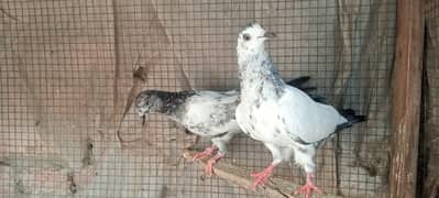 pigeon Walton Lahore w-app 0-308-42-12-569 0