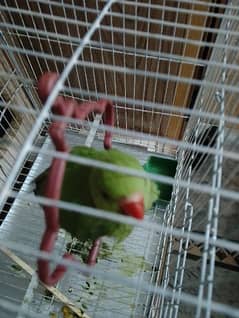 ringneck parrot for sale 0