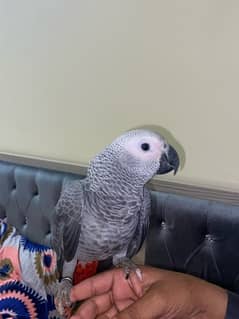 grey parrot for sale red factor