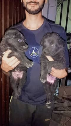 black German Shepherd puppies for sale