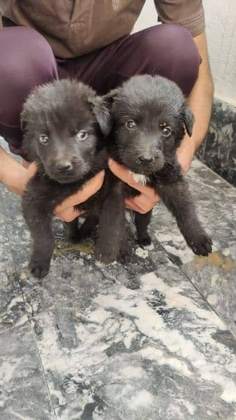 black German Shepherd puppies for sale 1