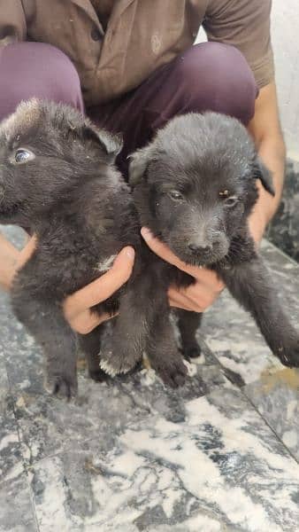 black German Shepherd puppies for sale 2