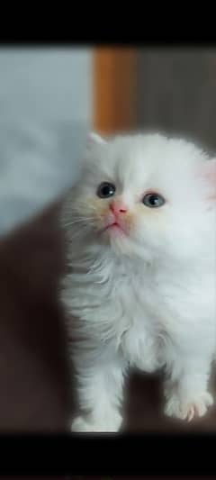 Persian Female kittens