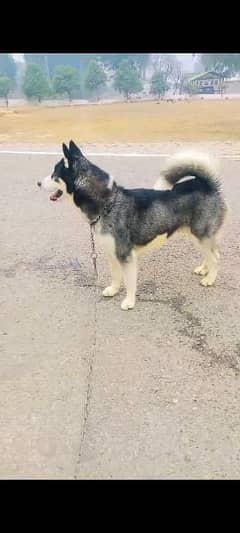 Husky looking for new owner