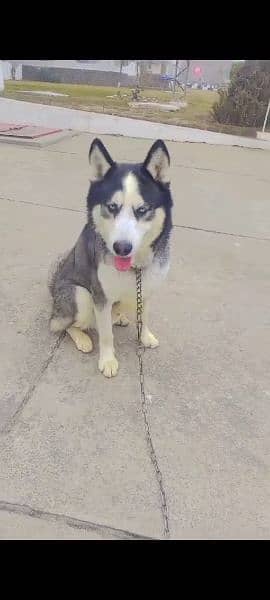 Siberian husky male available for sale 2
