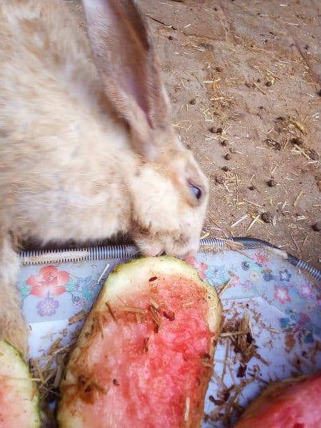 rabbits bunnies 6